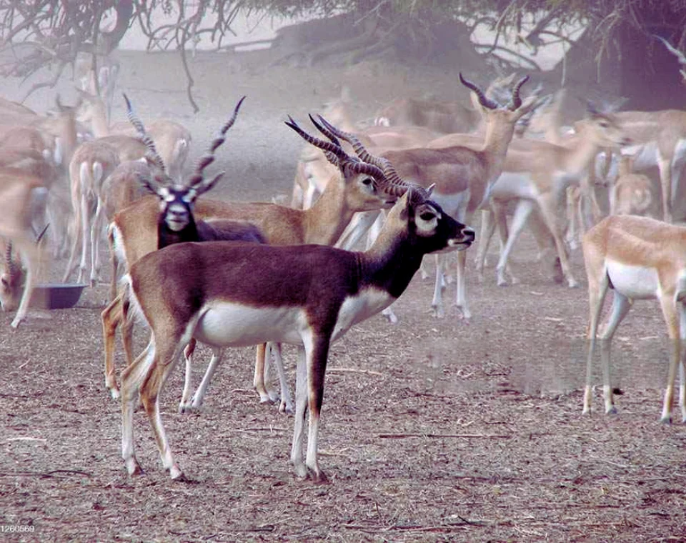 Read more about the article Lal Suhanra National Park, Bahawalpur