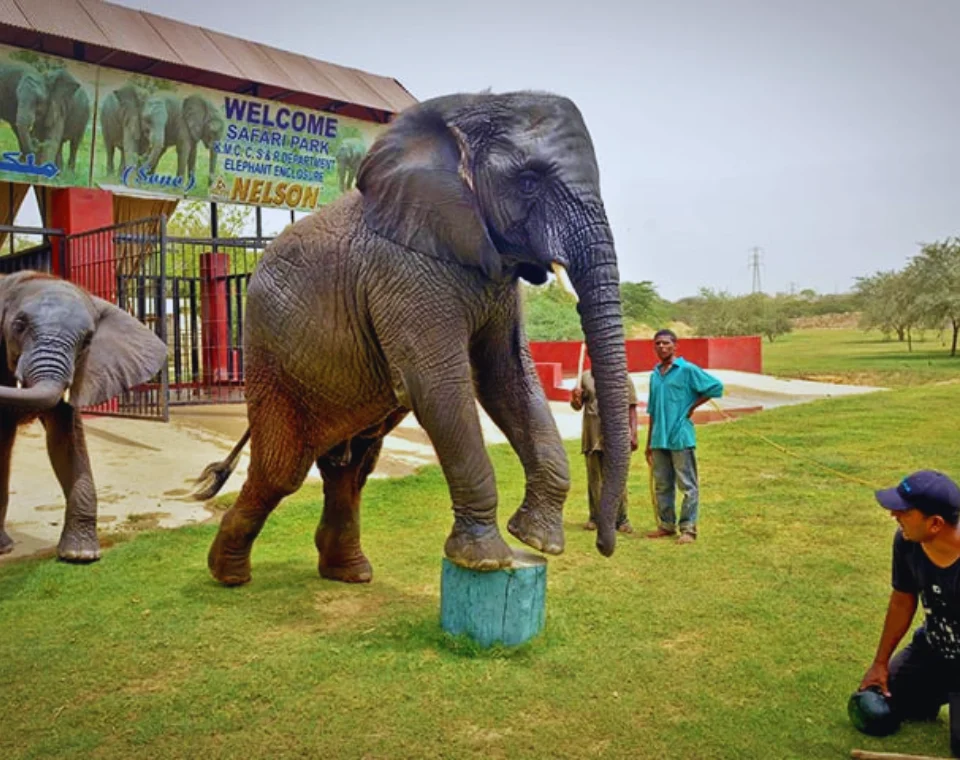 Read more about the article Safari Park, Karachi