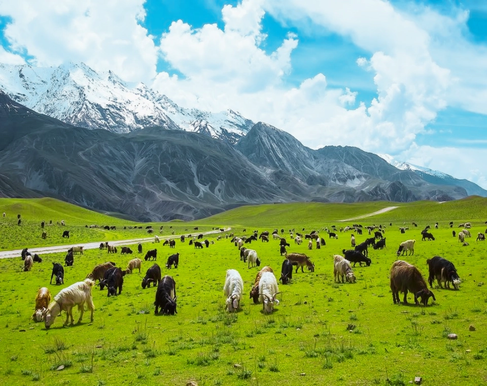 Read more about the article Gol National Park, Chitral