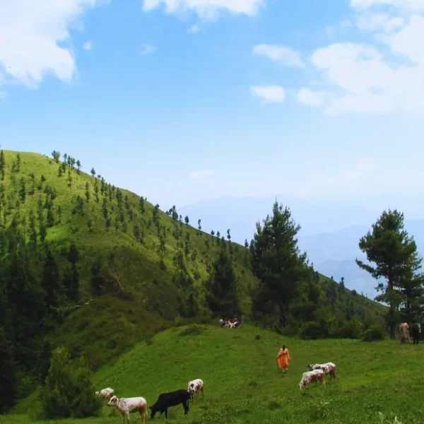 Read more about the article Miranjaani, Abbottabad